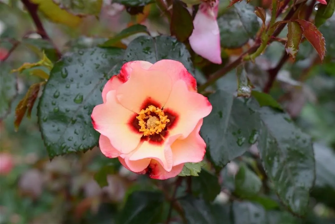 G21 1 rosenhaven  (9)